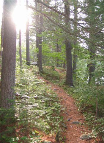 Typical singletrack in Samuel de Champlain Provincial Park, close to the Mattawa course