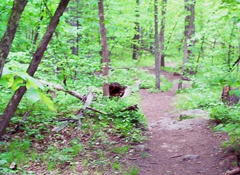 Forest track in the Middlesex Fells © John Masone / Fellsbiker